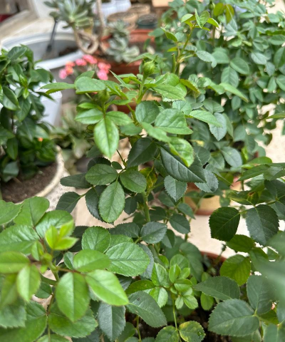 养花怕雨水浇吗 养花怕雨水浇吗