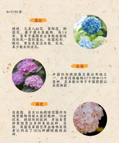 小曲十绣十养花 小曲十绣十养花