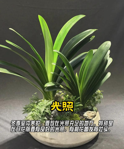 养花不开花怎么处理 养花不开花怎么处理