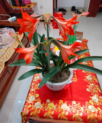 老公太爱养花太爱养 老公太爱养花太爱养