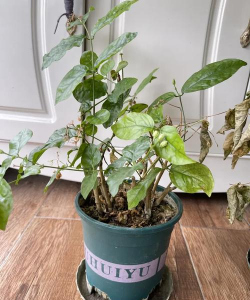 家庭养花花卉枯萎 家庭养花花卉枯萎