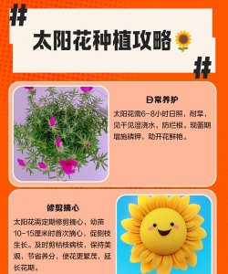 太阳花发芽后怎么养,新手别慌,轻松掌握浇水光照技巧 太阳花发芽后怎么养,新手别慌,轻松掌握浇水光照技巧