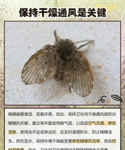 龙眼树臭椿虫防治,怎么彻底消灭,这些方法有效 龙眼树臭椿虫防治,怎么彻底消灭,这些方法有效