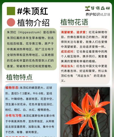 红顶花怎么养,掌握关键技巧,轻松养出好状态 红顶花怎么养,掌握关键技巧,轻松养出好状态