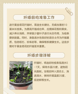 黄金叶花怎么养,掌握关键技巧,轻松爆盆开花 黄金叶花怎么养,掌握关键技巧,轻松爆盆开花