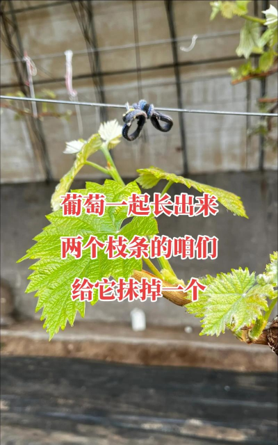 葡萄怎么栽培,选对品种,掌握关键技巧 葡萄怎么栽培,选对品种,掌握关键技巧