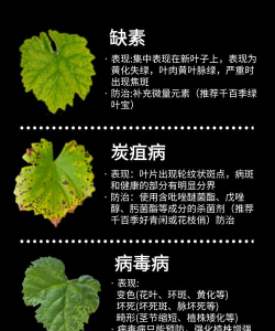 葡萄树落叶虫,防治方法要清楚,避免虫害影响收成 葡萄树落叶虫,防治方法要清楚,避免虫害影响收成