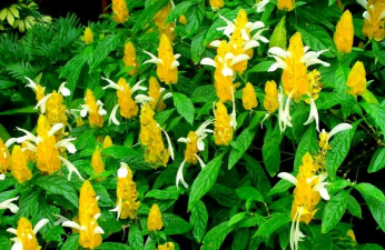 虾衣花怎么养,掌握关键技巧,轻松爆盆开花 虾衣花怎么养,掌握关键技巧,轻松爆盆开花