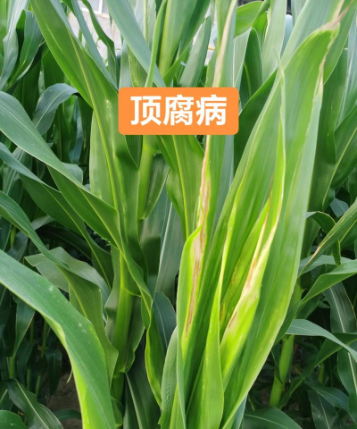玉米树腐烂病怎么防治好,识别早期症状,采取有效方法 玉米树腐烂病怎么防治好,识别早期症状,采取有效方法