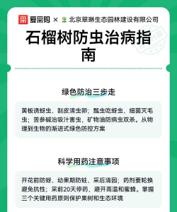 石榴树怎么防治虫子咬伤,常见虫害识别,有效防治方法 石榴树怎么防治虫子咬伤,常见虫害识别,有效防治方法