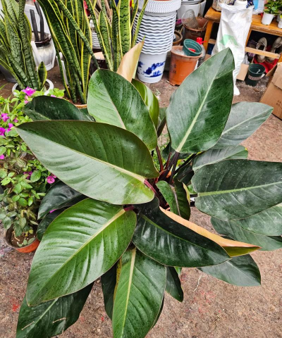 红钻花怎么养与风水,养护要点,摆放讲究 红钻花怎么养与风水,养护要点,摆放讲究