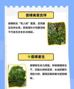 栽什么树能防治流感病,了解植物作用,选择合适树种 栽什么树能防治流感病,了解植物作用,选择合适树种