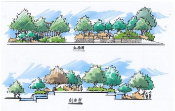 道路绿化设计立面图,看懂关键信息,提升设计效率 道路绿化设计立面图,看懂关键信息,提升设计效率