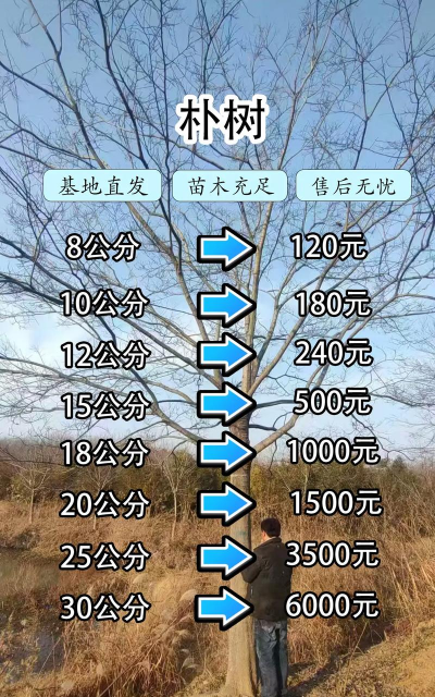 无土栽培成本,投入多少才划算,新手必看指南 无土栽培成本,投入多少才划算,新手必看指南