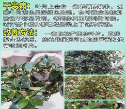 杜鹃树的钻心虫防治,识别虫害特征,采取有效方法 杜鹃树的钻心虫防治,识别虫害特征,采取有效方法