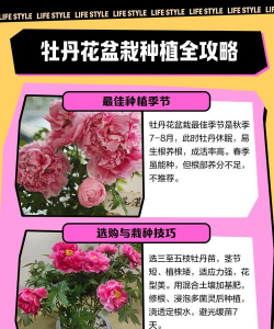 牡丹栽培方法,选对品种,轻松开花 牡丹栽培方法,选对品种,轻松开花