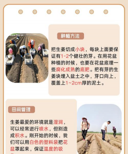 姜栽培技术,掌握关键步骤,轻松收获好姜 姜栽培技术,掌握关键步骤,轻松收获好姜