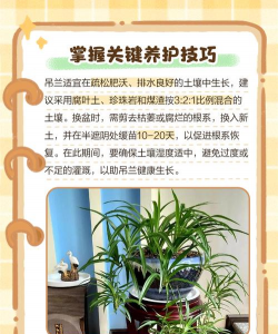 伽蓝花怎么养,掌握关键技巧,轻松养出好状态 伽蓝花怎么养,掌握关键技巧,轻松养出好状态