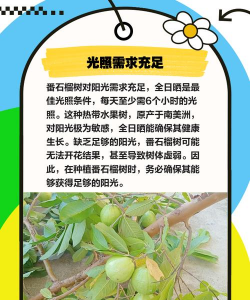 石榴树冬天怎么防治冻坏,预防冻害方法,保护果树安全 石榴树冬天怎么防治冻坏,预防冻害方法,保护果树安全