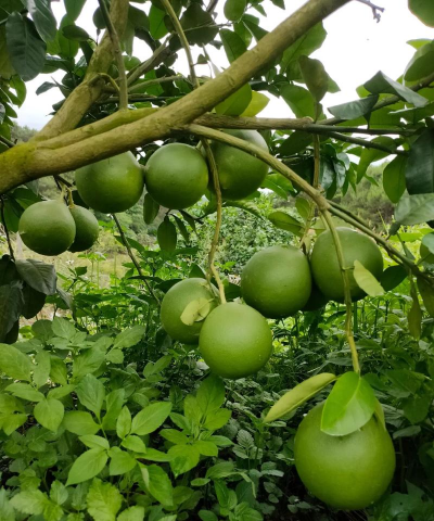 沙田柚树怎么防治虫害,识别常见问题,掌握实用方法 沙田柚树怎么防治虫害,识别常见问题,掌握实用方法