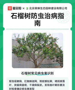 石榴树地下虫防治方法,识别常见害虫,掌握有效技巧 石榴树地下虫防治方法,识别常见害虫,掌握有效技巧