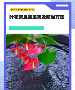 木兰树病虫害防治技术,常见问题解析,实用应对方法 木兰树病虫害防治技术,常见问题解析,实用应对方法