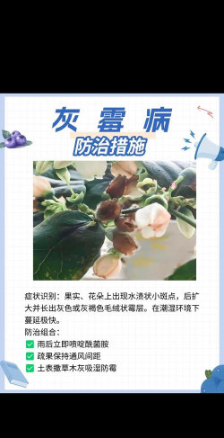 露天蓝莓树病虫害防治,识别常见问题,掌握应对方法 露天蓝莓树病虫害防治,识别常见问题,掌握应对方法