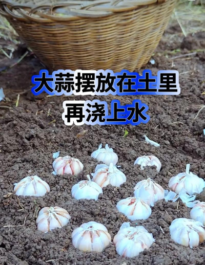 蒜黄栽培,掌握关键步骤,轻松收获鲜嫩 蒜黄栽培,掌握关键步骤,轻松收获鲜嫩