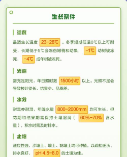 石榴栽培技术,掌握关键步骤,轻松收获果实 石榴栽培技术,掌握关键步骤,轻松收获果实