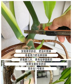 枇杷树白蚧壳虫防治技术,识别虫害特征,掌握有效方法 枇杷树白蚧壳虫防治技术,识别虫害特征,掌握有效方法