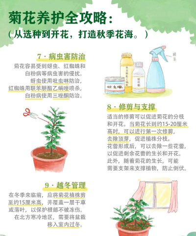 菊花栽培技术,掌握关键步骤,轻松养出好菊花 菊花栽培技术,掌握关键步骤,轻松养出好菊花