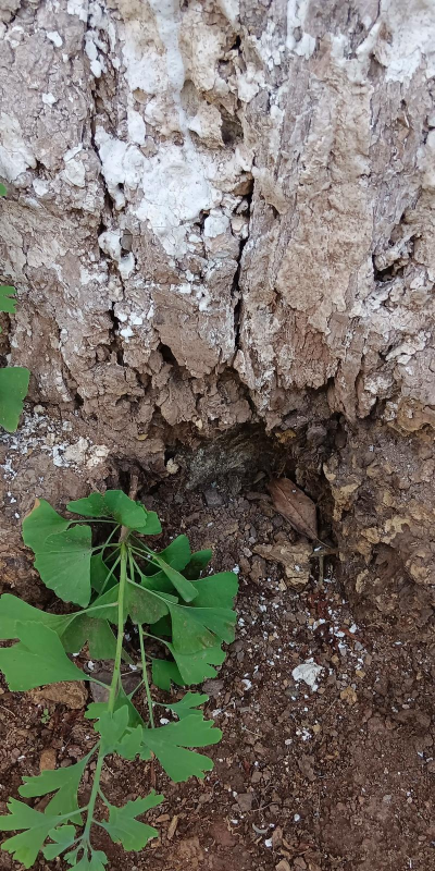 青铜树简介及病虫害防治,了解基本特征,掌握防治方法 青铜树简介及病虫害防治,了解基本特征,掌握防治方法