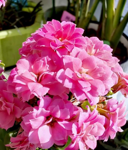 粉红公主花怎么养,新手也能轻松上手,记住这几点就行 粉红公主花怎么养,新手也能轻松上手,记住这几点就行