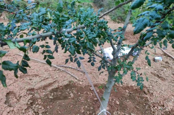 花椒树流胶病症状与防治,识别早期迹象,掌握有效方法 花椒树流胶病症状与防治,识别早期迹象,掌握有效方法