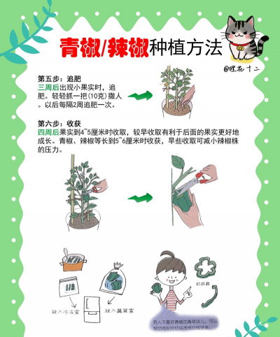 无土栽培辣椒,掌握关键技巧,轻松实现高产 无土栽培辣椒,掌握关键技巧,轻松实现高产