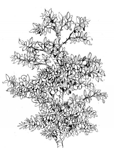 园林绿化设计素描,掌握基础技巧,提升设计表现力 园林绿化设计素描,掌握基础技巧,提升设计表现力