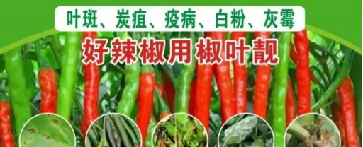 辣椒无土栽培,掌握核心技术,轻松实现高产 辣椒无土栽培,掌握核心技术,轻松实现高产