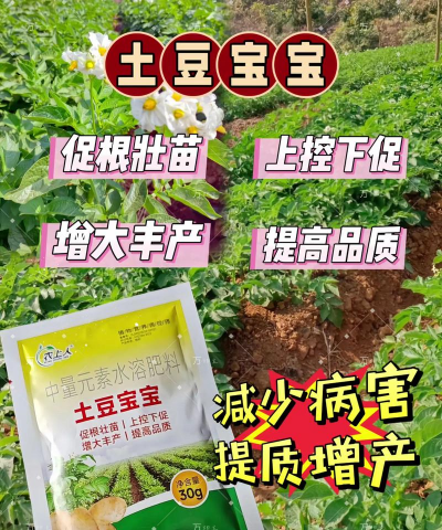 土豆无土栽培,轻松上手,家庭种植新选择 土豆无土栽培,轻松上手,家庭种植新选择