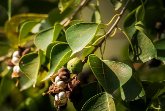 乌桕树日常病虫害及防治,识别常见问题,掌握应对方法 乌桕树日常病虫害及防治,识别常见问题,掌握应对方法