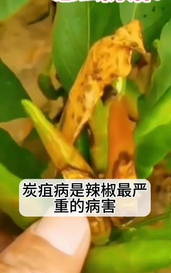 麻椒树的病虫害防治,常见问题识别,有效应对方法 麻椒树的病虫害防治,常见问题识别,有效应对方法