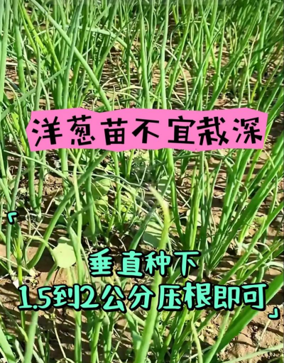 洋葱的栽培,选对品种,掌握关键技巧 洋葱的栽培,选对品种,掌握关键技巧