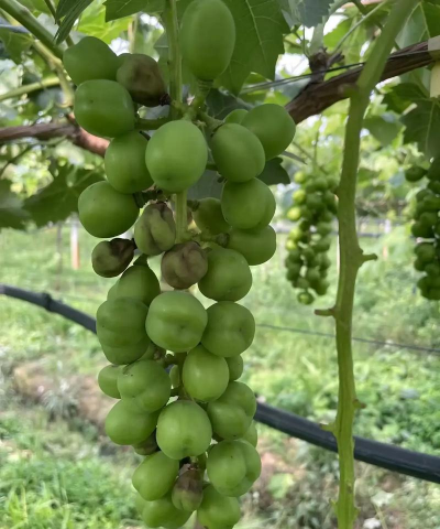 葡萄树霜霉病怎么防治,识别早期症状,掌握关键方法 葡萄树霜霉病怎么防治,识别早期症状,掌握关键方法