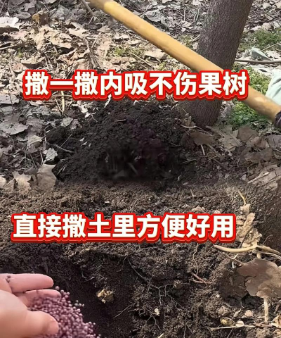 荔枝树蜡粉蚧,防治方法详解,常见问题解答 荔枝树蜡粉蚧,防治方法详解,常见问题解答