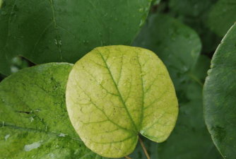 紫荆树的常见病的防治,识别早期症状,掌握有效方法 紫荆树的常见病的防治,识别早期症状,掌握有效方法