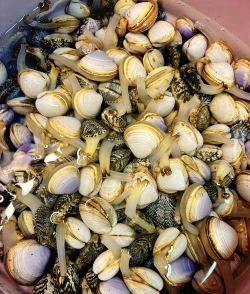 花哈怎么养不会死,新手必看,轻松养活 花哈怎么养不会死,新手必看,轻松养活