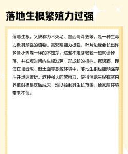 落地生根花怎么养,掌握关键技巧,轻松爆盆生长 落地生根花怎么养,掌握关键技巧,轻松爆盆生长