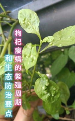 枸杞树病虫害的防治措施,识别常见问题,掌握有效方法 枸杞树病虫害的防治措施,识别常见问题,掌握有效方法