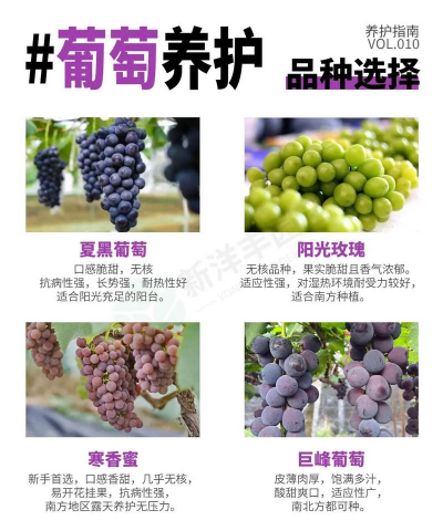 葡萄的栽培技术,掌握关键步骤,轻松收获果实 葡萄的栽培技术,掌握关键步骤,轻松收获果实