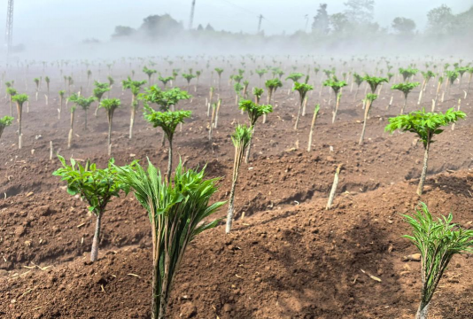 魔芋栽培技术,掌握关键步骤,轻松提高产量 魔芋栽培技术,掌握关键步骤,轻松提高产量