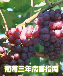 葡萄避雨栽培,减少病害发生,提升果实品质 葡萄避雨栽培,减少病害发生,提升果实品质